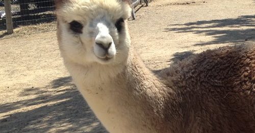 Integrity Alpacas & Fiber - Vacaville, California