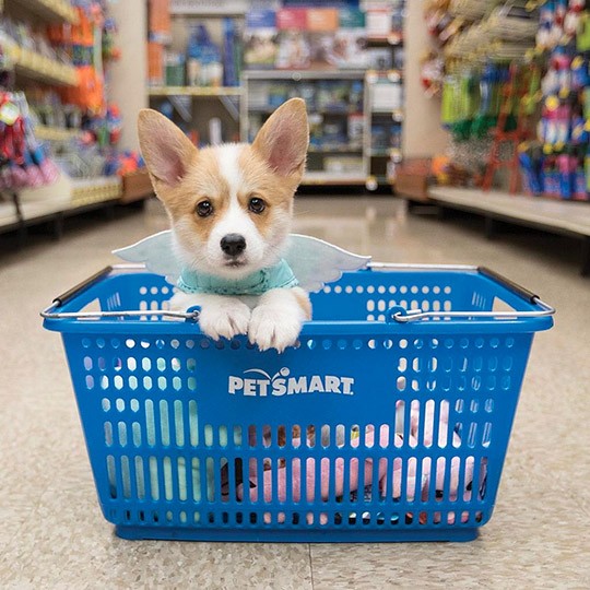 Petsmart chihuahua sales