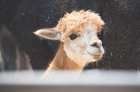 Alpaca
