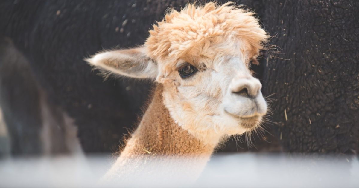 Explore the alpaca farms of Vacaville, California Visit Vacaville