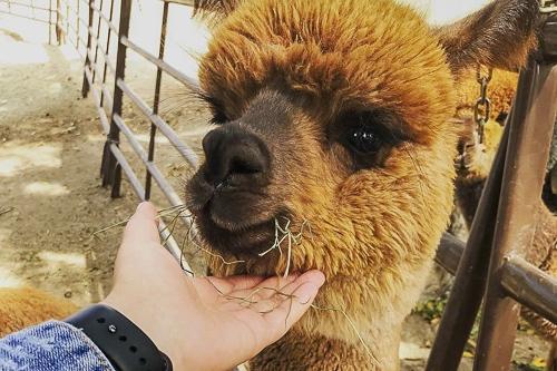 petting an alpaca