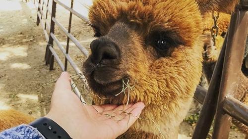 alpaca