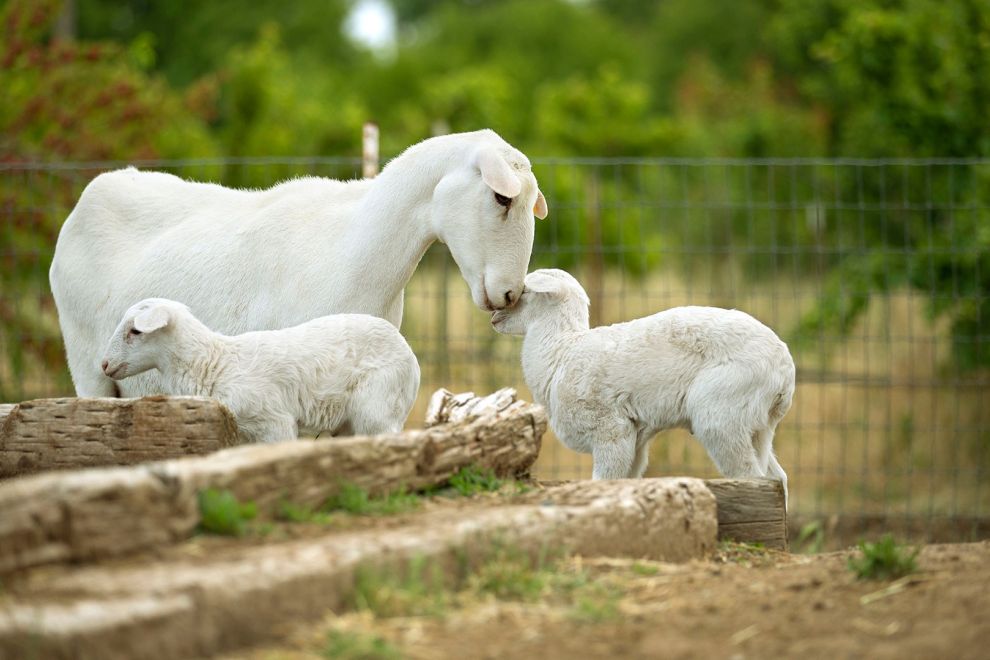 Small farm animals