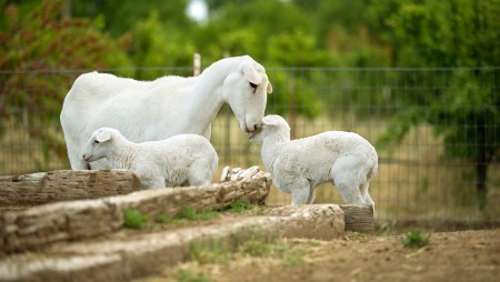Small farm animals