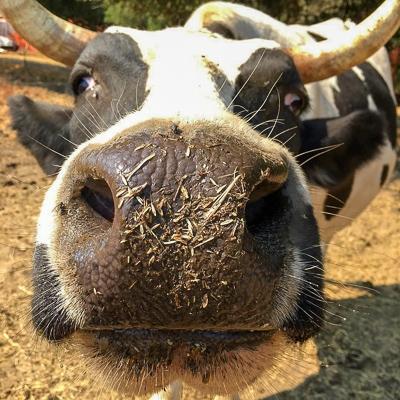 Vacaville cow