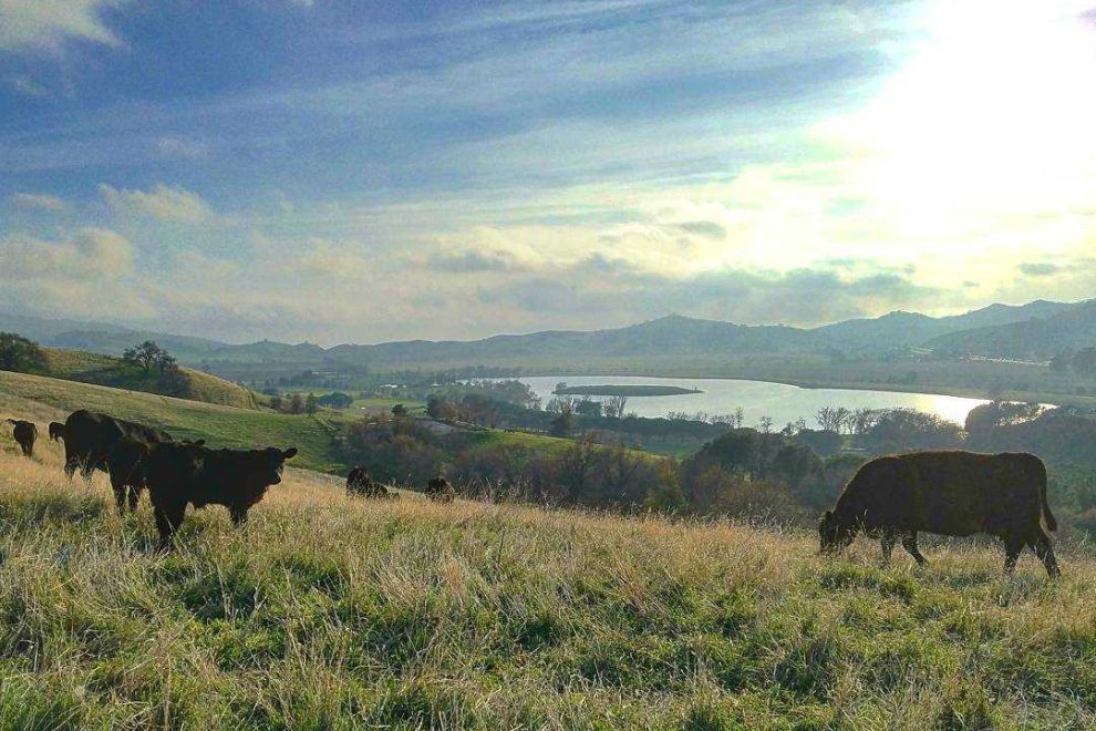 Cows at Lagoon Valley