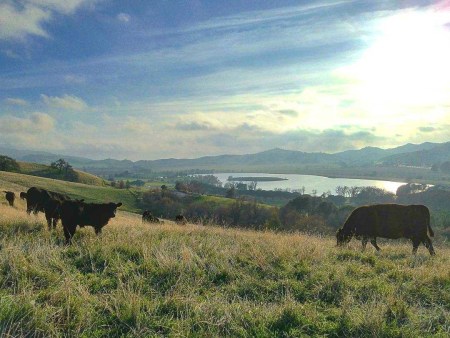 Cows at Lagoon Valley