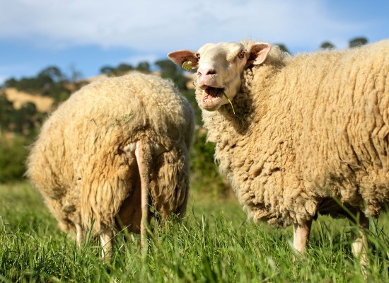 Sheep