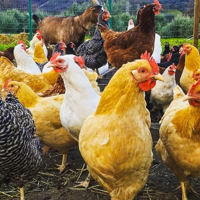 Chickens in Vacaville