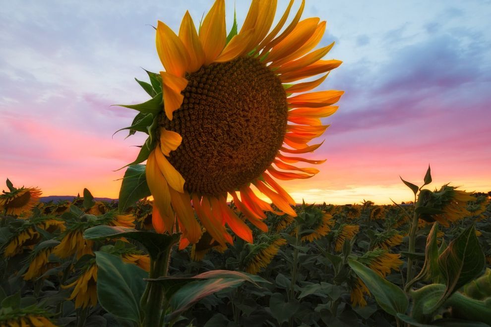 Sunflower at sunset