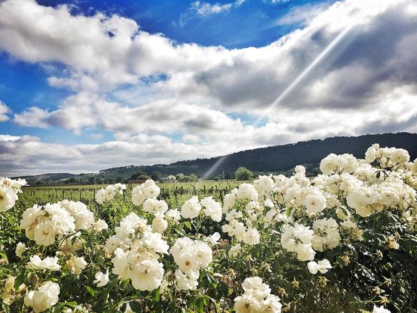 Vezer Family Vineyard