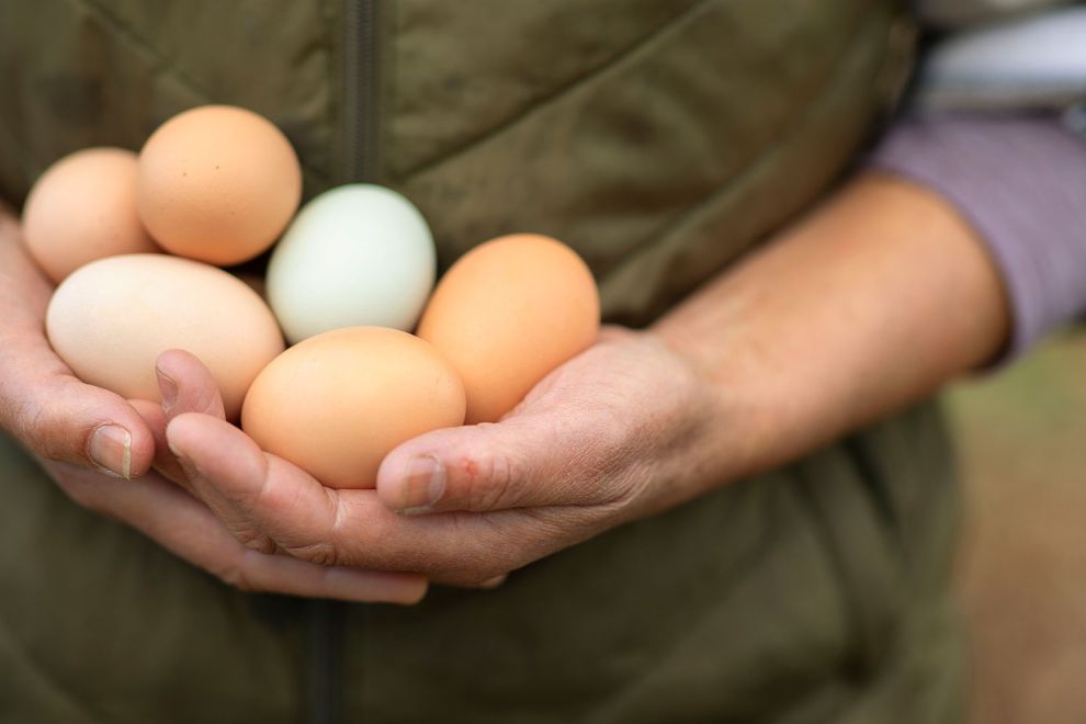 Farm Fresh Eggs