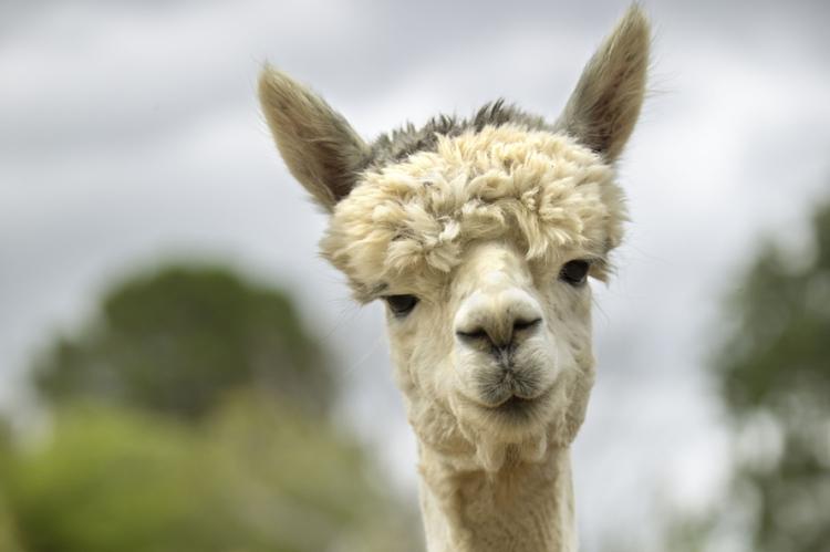 Alpaca