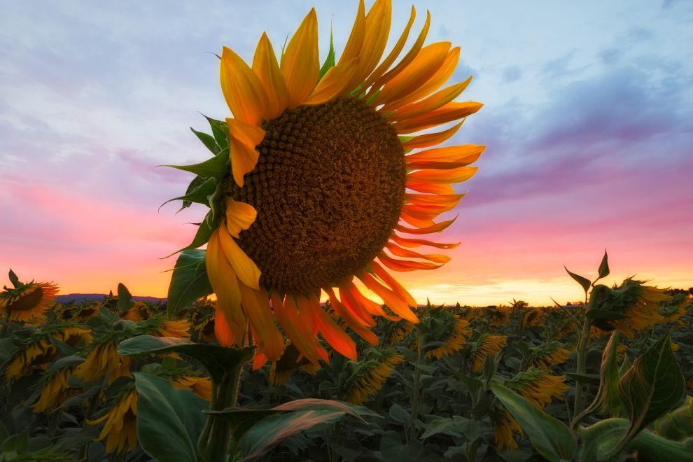 Sunflower at sunset