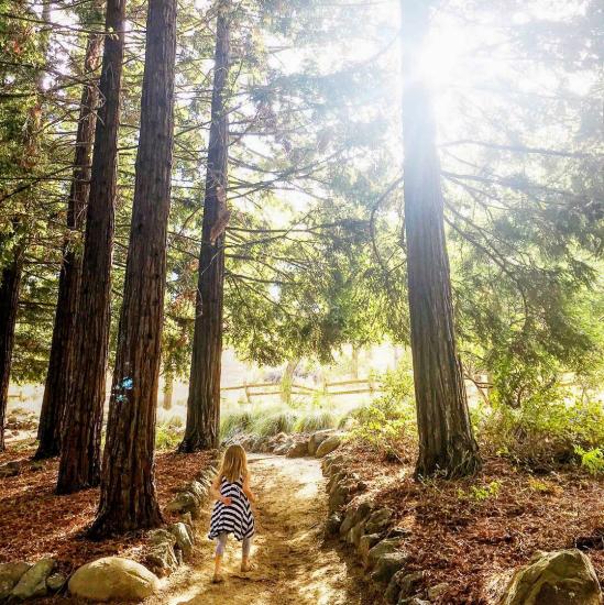 Young girl standing in redwood trees